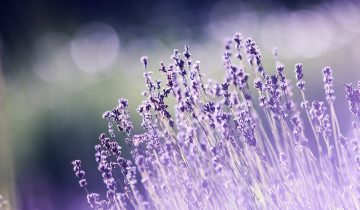 Journey into Floral Fragrances: Lavender, Gardenia, Iris, and Verbena